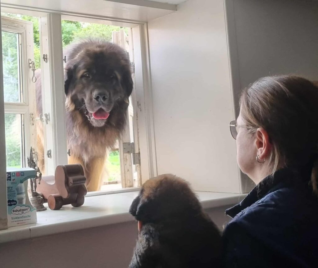 Paprikas hvalpe - Uge #5 Paprikas hvalpe uge 5 - Tyson og baby