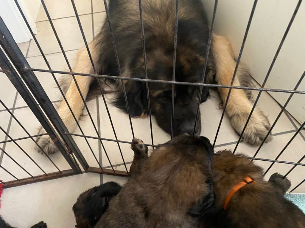 Paprikas hvalpe - Uge #5 paprikas hvalpe uge 5 - Tyson og de små