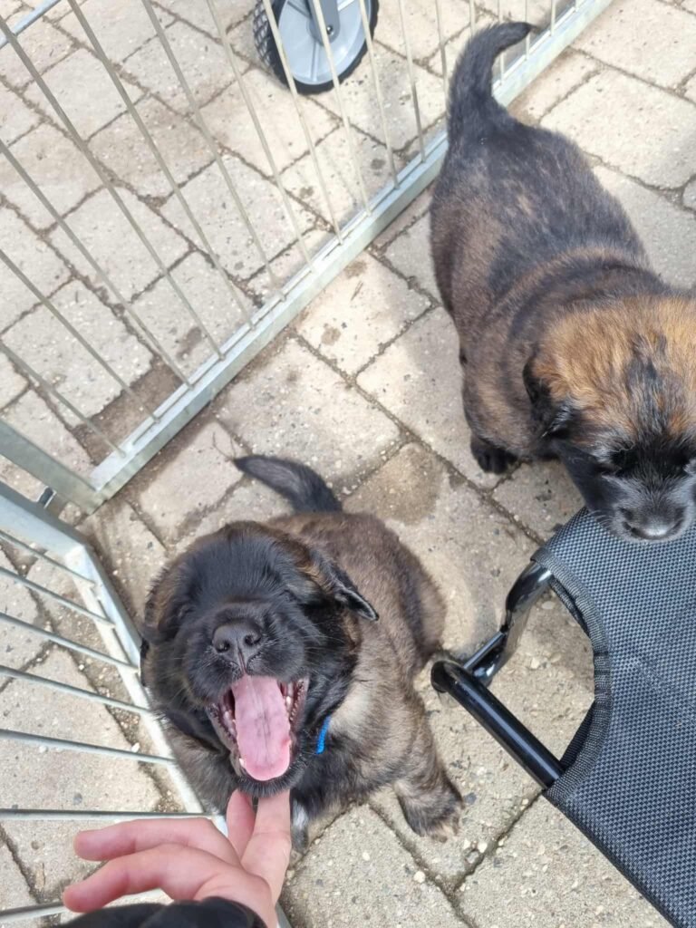 Paprikas hvalpe - Uge #5 svg%3E