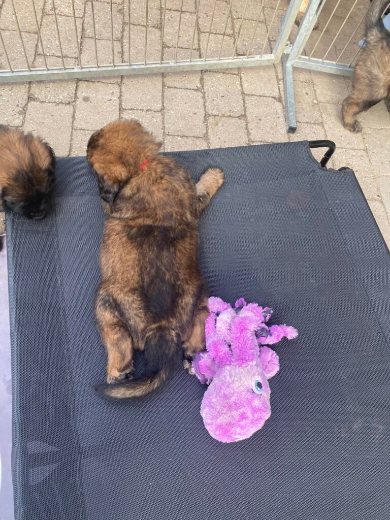 Paprikas hvalpe - Uge #6 svg%3E