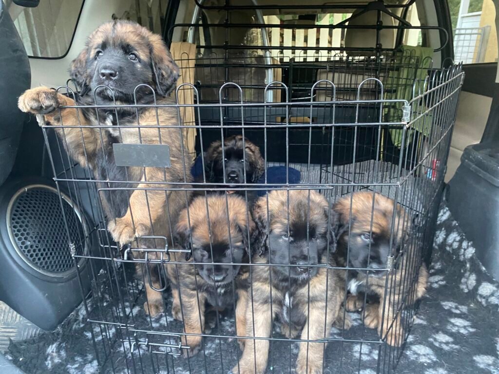 Paprikas hvalpe - Uge #7 svg%3E