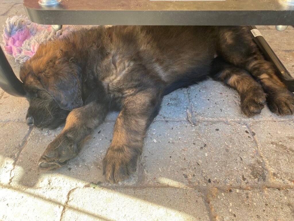 Paprikas hvalpe - Uge #7 hund med følsom mave, der hviler roligt