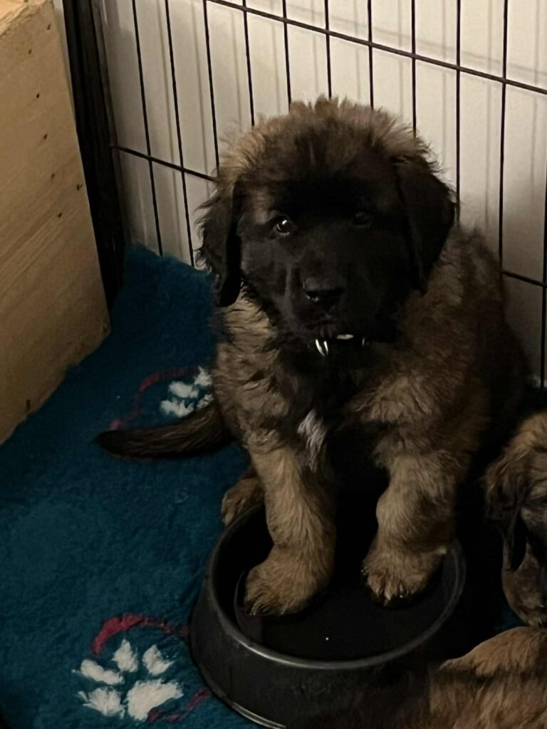 Paprikas hvalpe - Uge #8 svg%3E