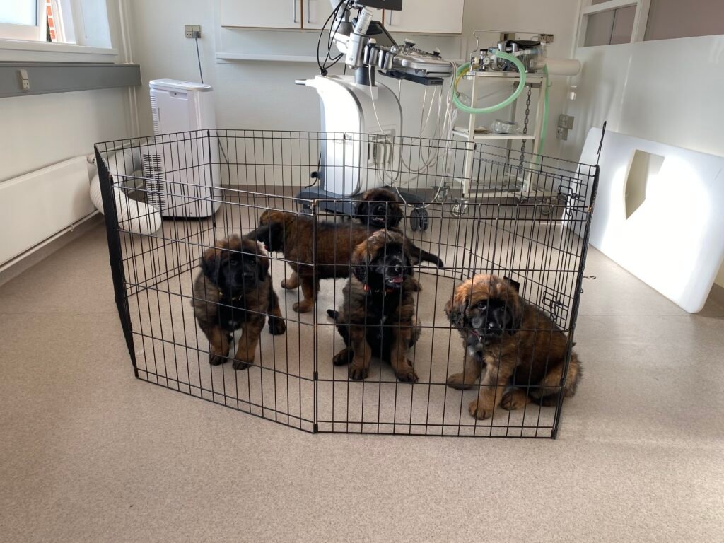 WEEK 88 HOS DYRLAeGE 2 03102025