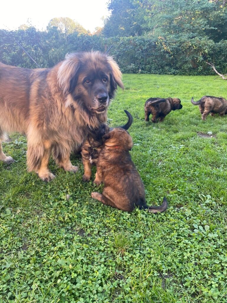 Paprikas hvalpe uge 7