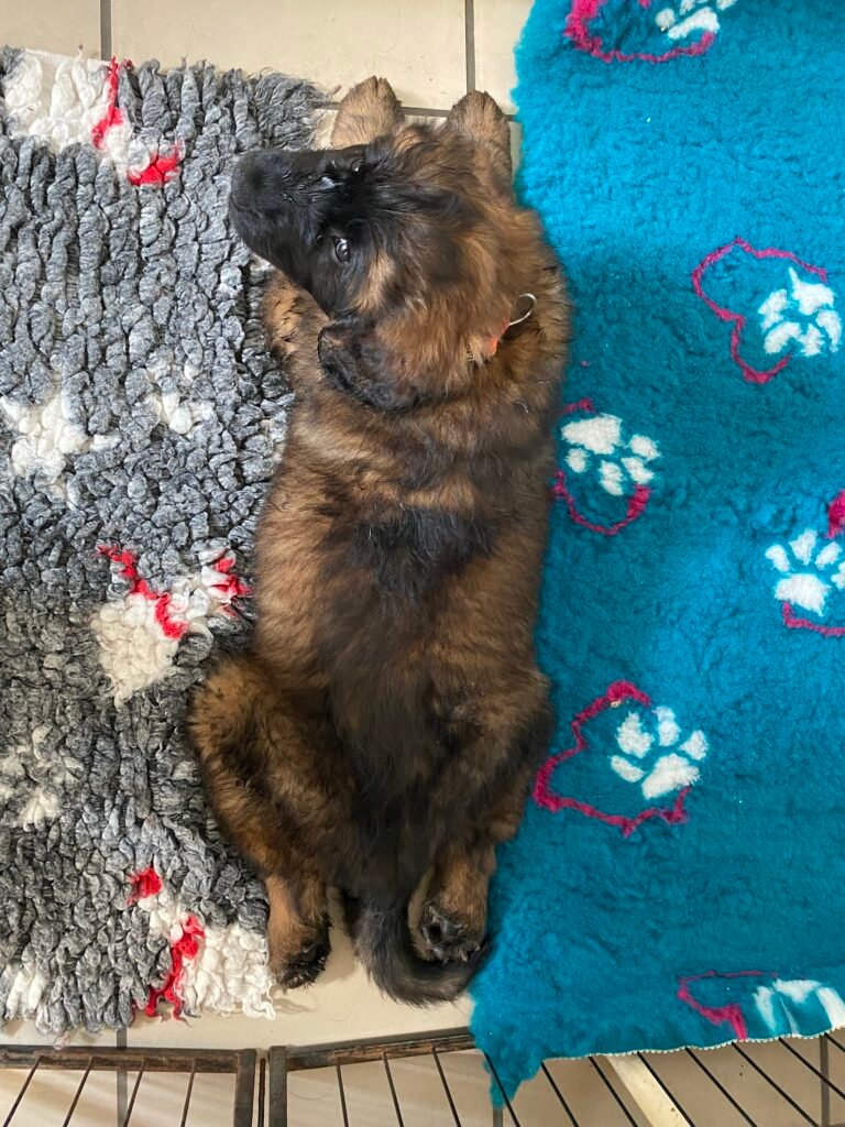 Paprikas hvalpe - Uge #8 svg%3E