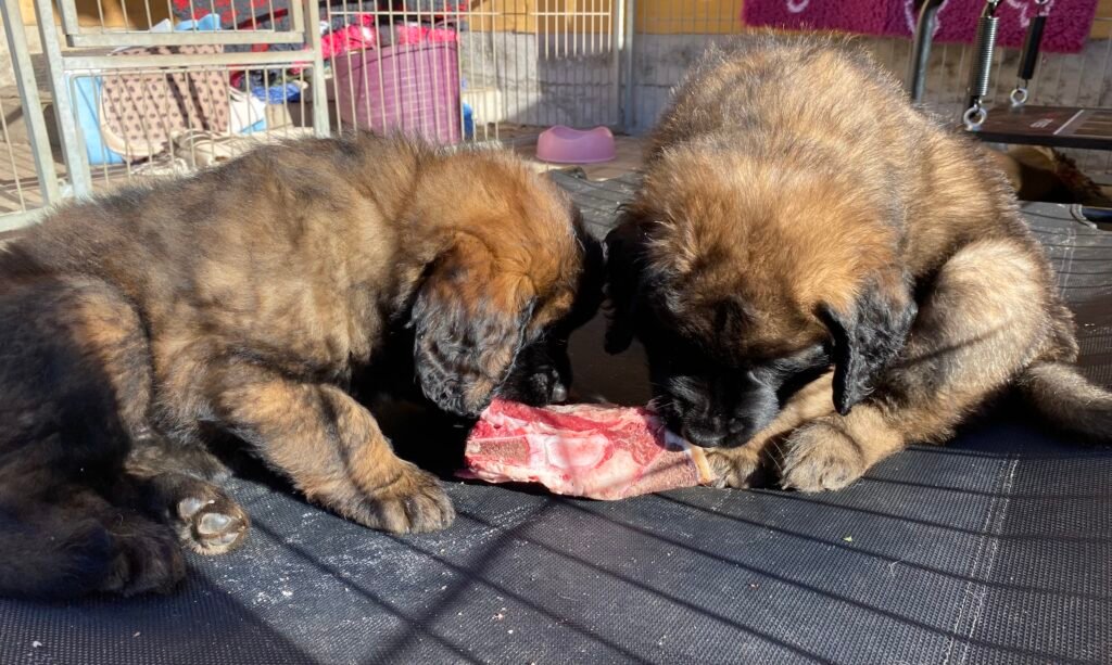 2 hvalpe med  et kødben  - BARF I DET FRIE 