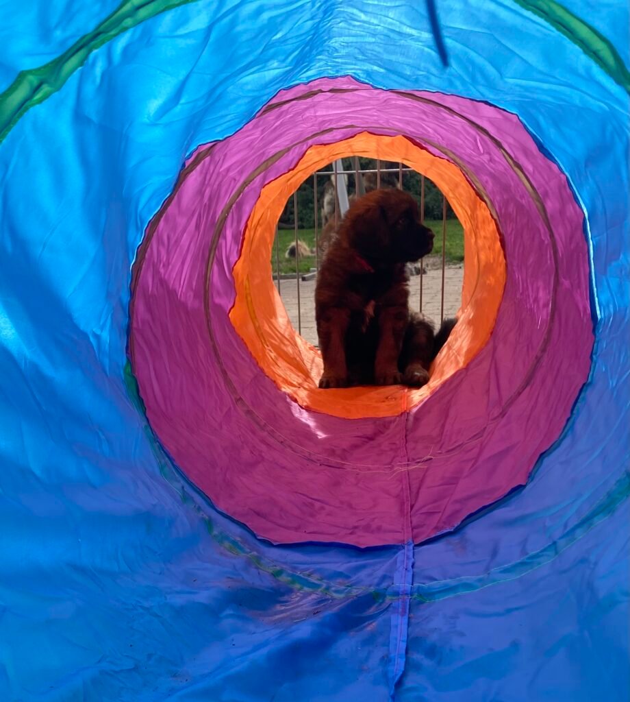 week 7 Ms Red tunnel