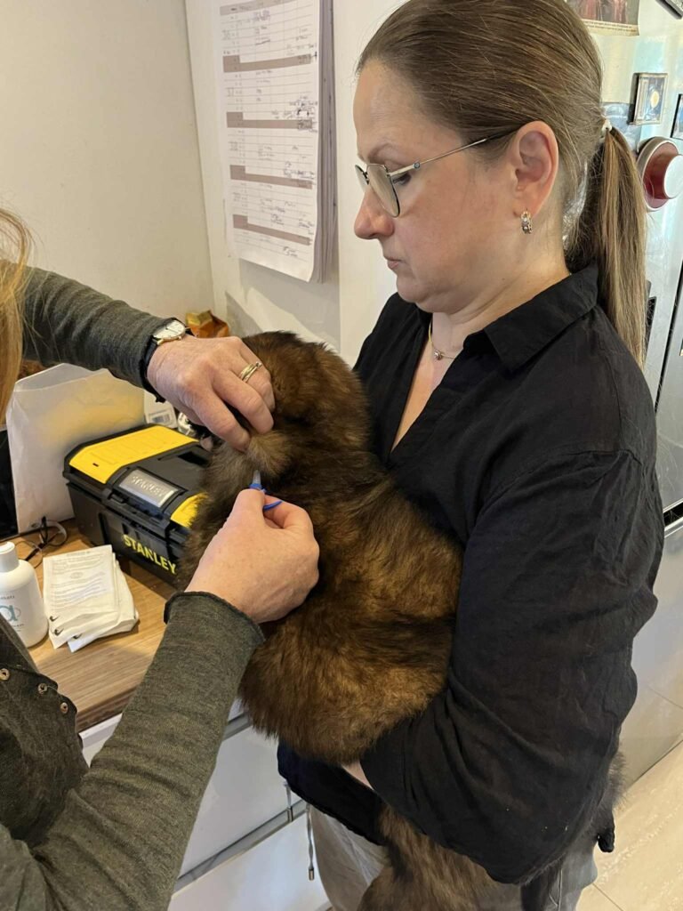 Paprikas hvalpe - Uge #7 ID-chipning