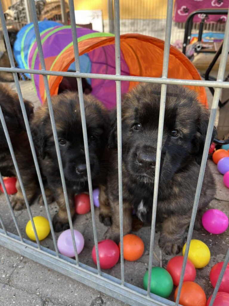 week 7 flere hvalpe legepladsen 30092025