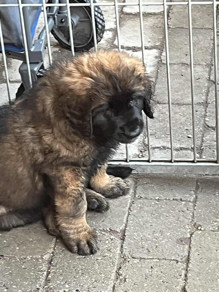 Paprikas hvalpe - Uge #8 svg%3E