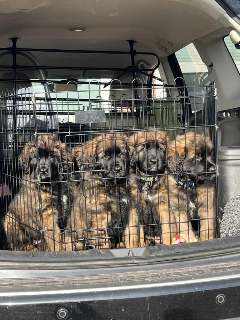 Paprikas hvalpe - Uge #8 tryg opdrætter hvalpeuniverset