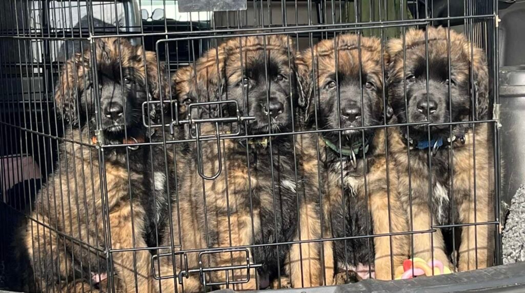 tryg opdrætter hvalpeuniverset