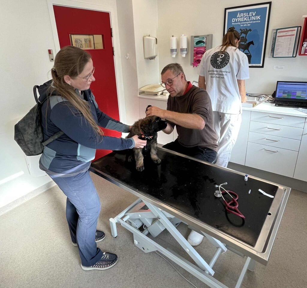 Paprikas hvalpe - Uge #8 paprikas hvalpe uge 8- hos dyrlæge Steffen Knold