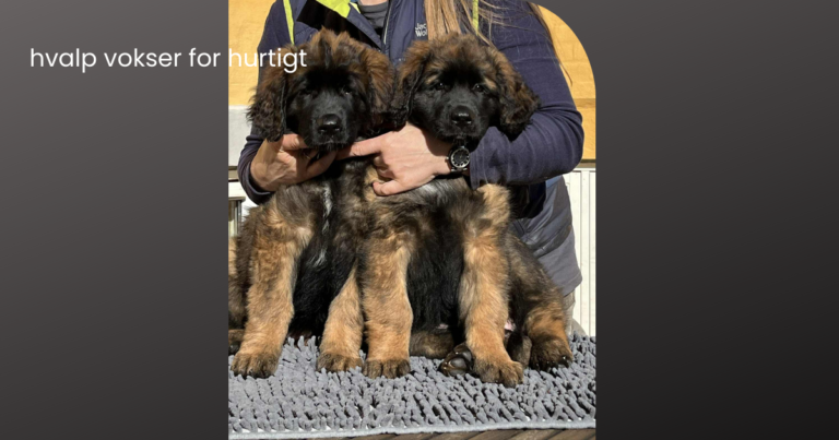 hvalp vokser for hurtigt