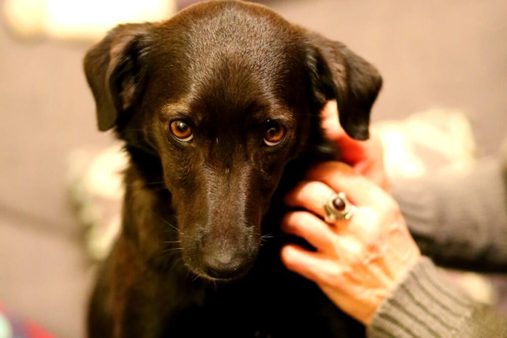 Hund med følsom mave – derfor er overblik vigtigere end hurtige løsninger Hundeejer med hund med følsom mave, der oplever gentagne maveproblemer