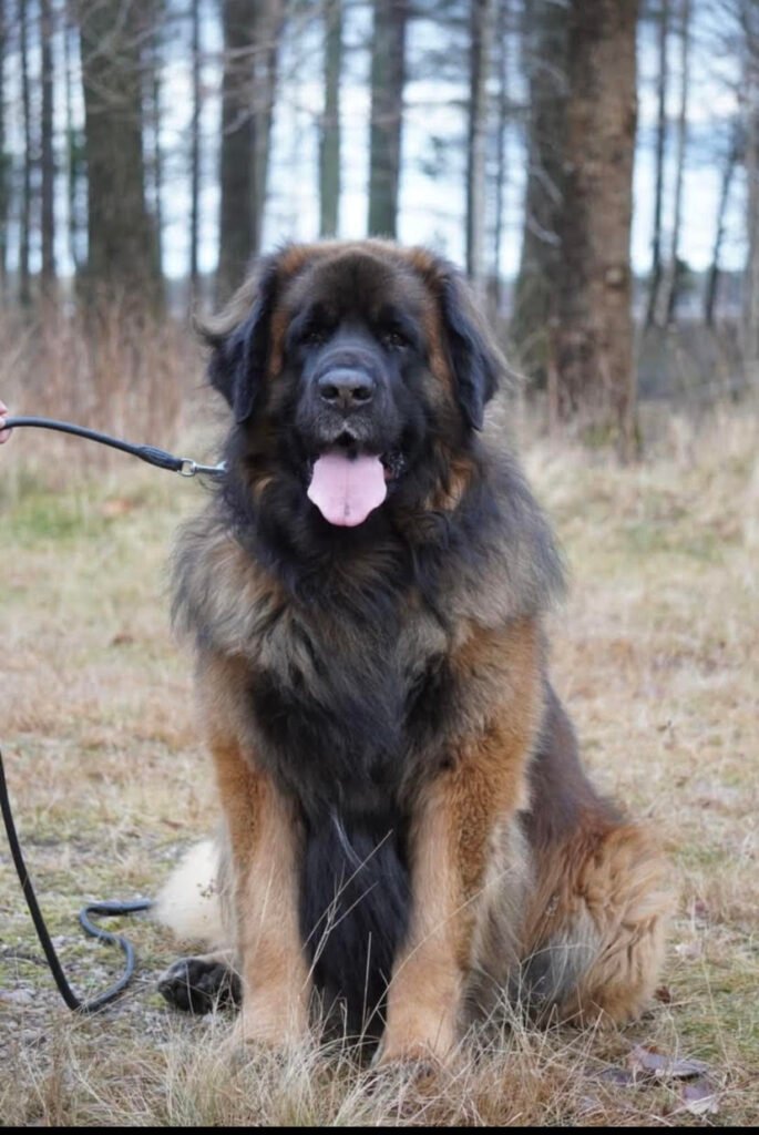 Evergreen KULDETS LP/Slava-kuldet 2025 HANHUND BECK -far til slava-kuldet